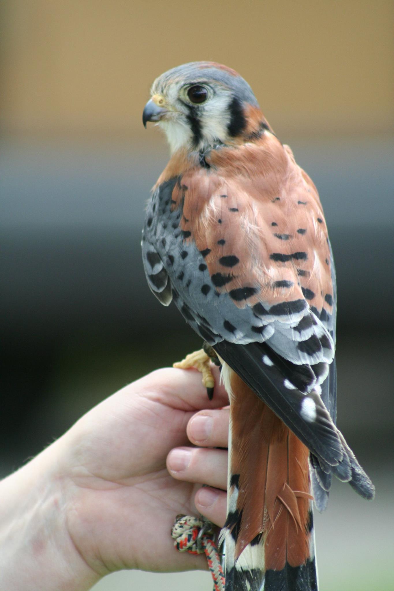 Learn all about raptors at McCloud Nature Park on Saturday. (Photo courtesy of Hendricks County Parks & Recreation's Facebook page) Learn all about raptors at McCloud Nature Park, North Salem, Indiana