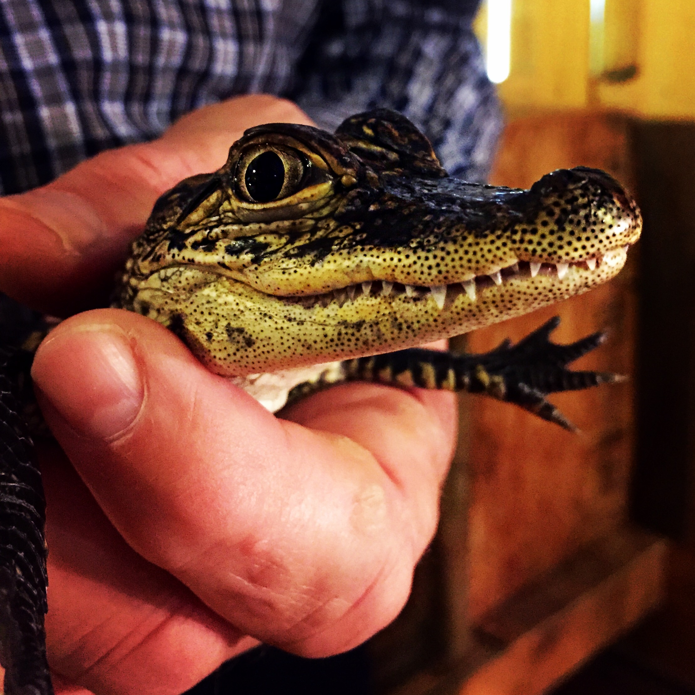 Baby Alligator at Gator Country in Beaumont, TX