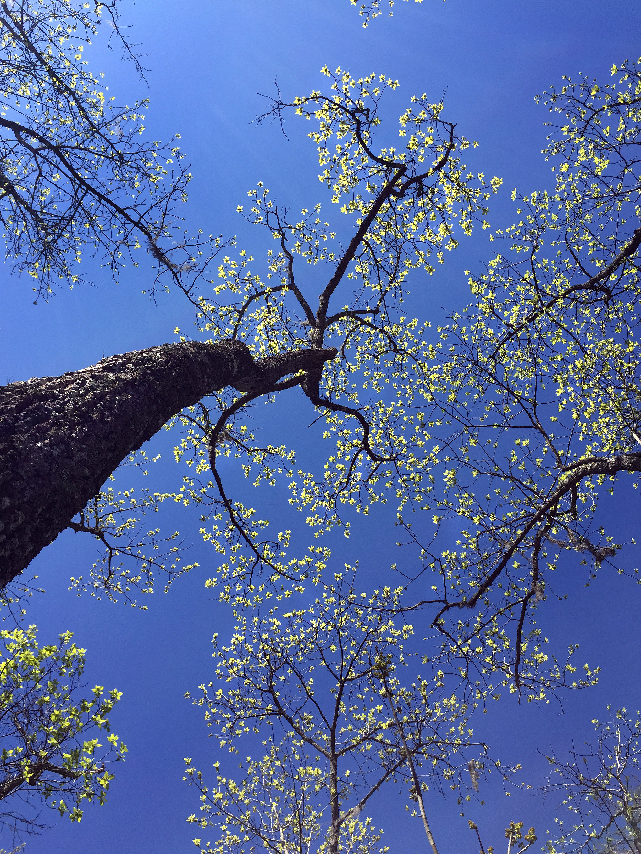 Trees in Paddling Trail