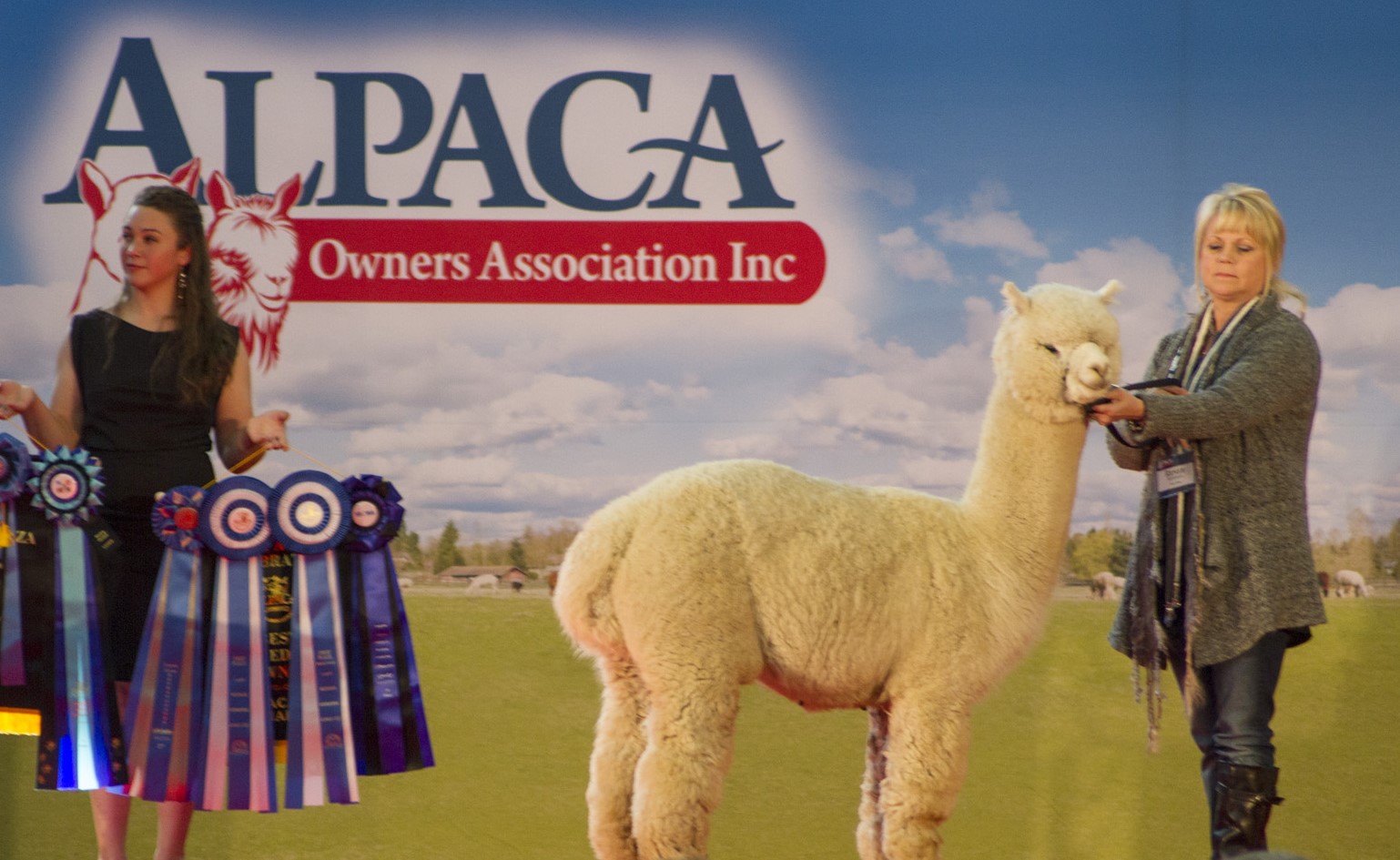 Alpaca Show