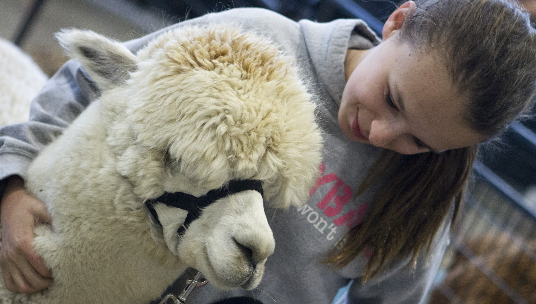 Girl with Alpaca