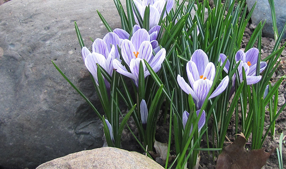 Flowers at Foster Park