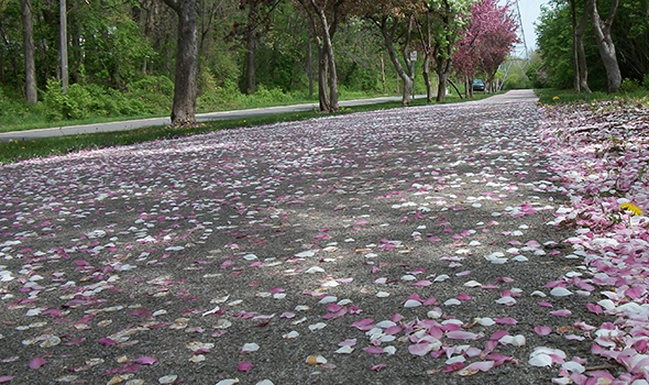 Fort Wayne Trail in the Spring