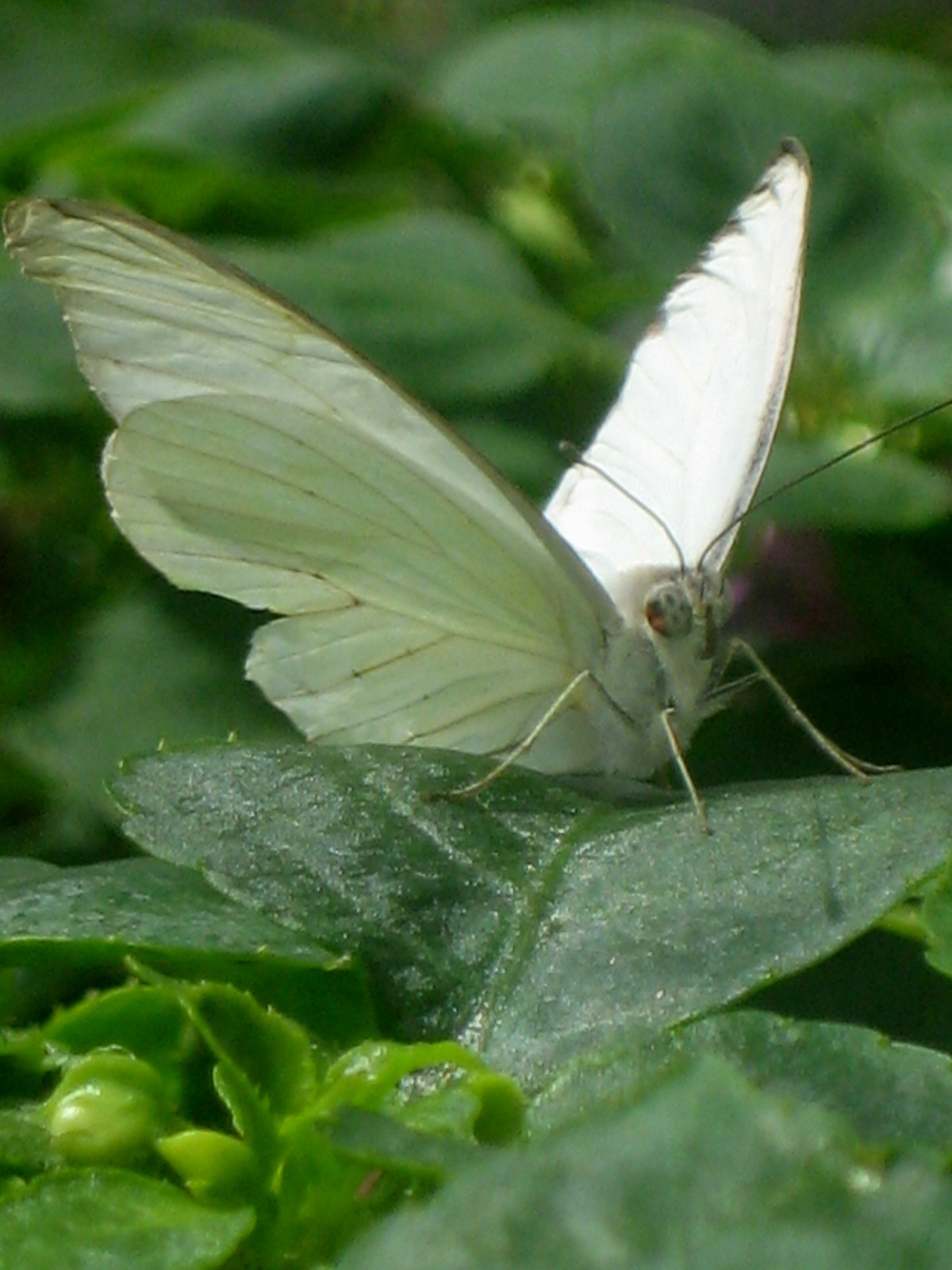 A Great Southern White stops for a rest.