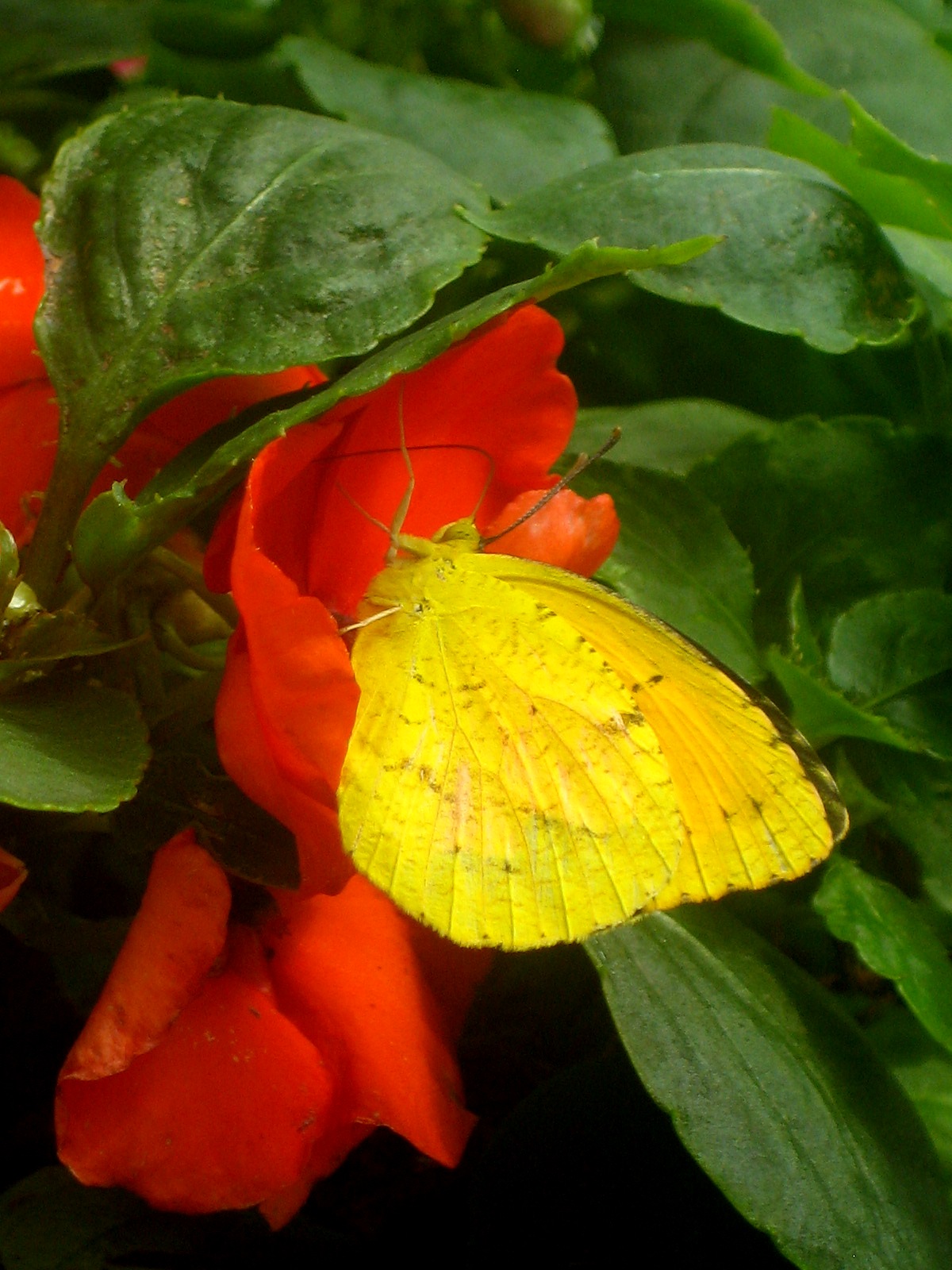 A Sleepy Orange Sulphur enjoys the Botanical splendor