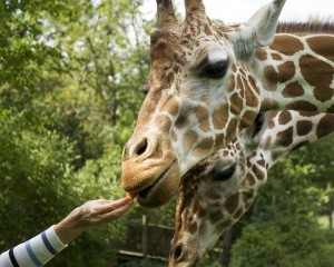 Zoo - giraffe feeding - African Journey