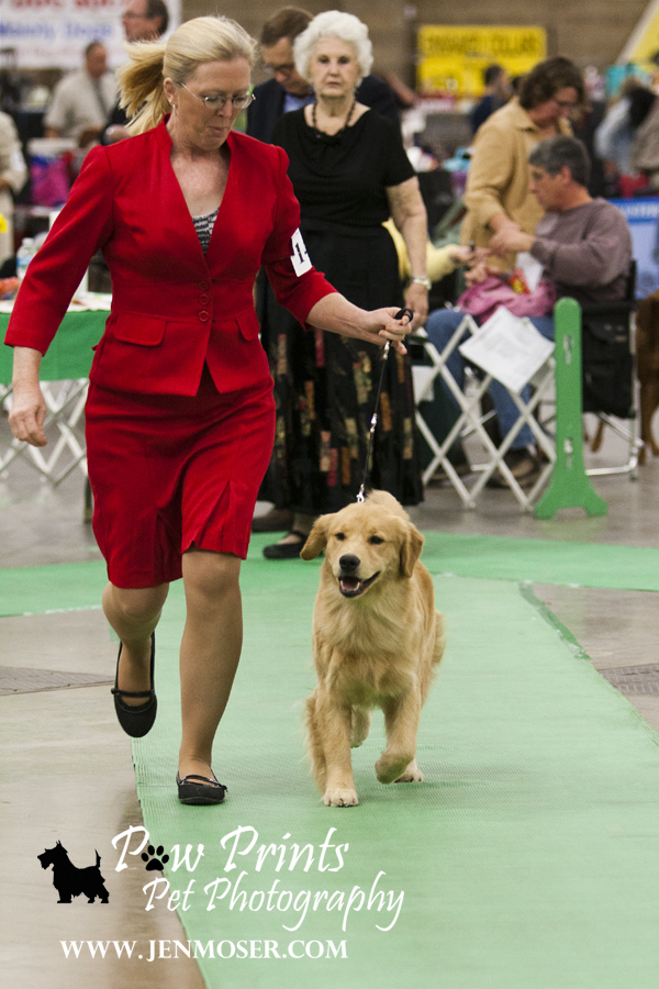 It’s a Dog’s Life at the Old Fort Cluster Dog Show