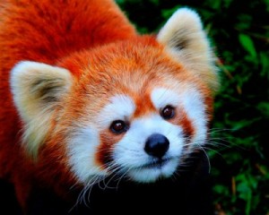 red panda