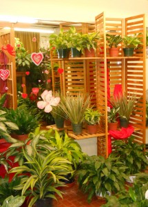 The Green Thumb Room has lots of different houseplants - small to large - perfect for any housewarming needs!