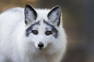 Ozzie is an Arctic Marble Fox