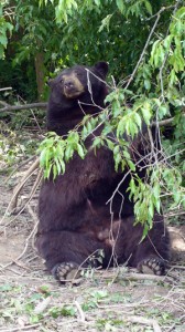 Taz is a North American Black Bear