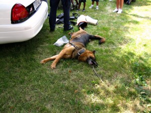 A police dog enjoys a stretch in the grass while at the Three Rivers Festival Children's Fest.