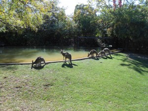 The Fort Wayne Children's Zoo has a number of eastern grey kangaroos that like to hop around the Australian Adventure park.