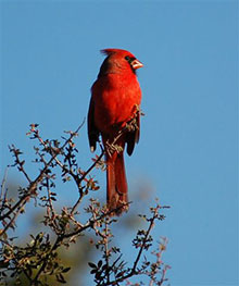 Cardinal