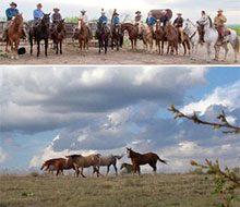 Horses
