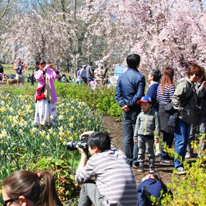 People admiring and taking pictures at the Cherry Blossom Festival