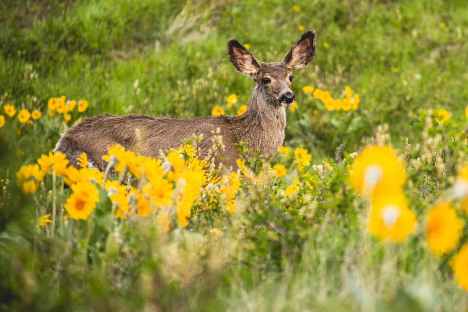 BuckInBalsamroot