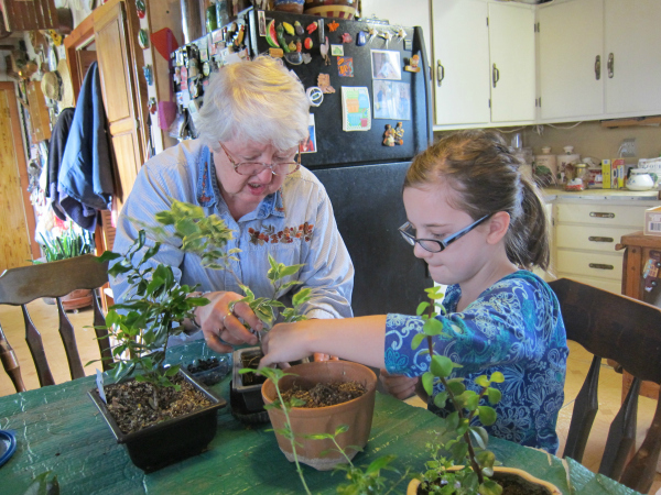 Bonsai Pruning