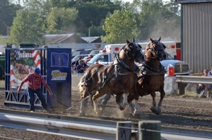 The size and power of the horse pull's draft-horse teams will awe anyone.