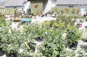 Avon Gardens has an expansive garden center filled with trees, shrubs, flowers and garden art.