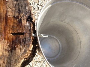 tapping demo for blog maple syrup demonstration