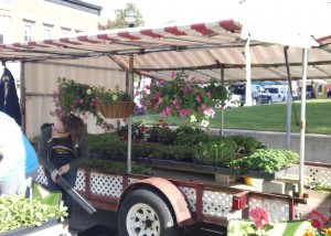 Plenty of flowers and fun at the Geranium Festival in Danville