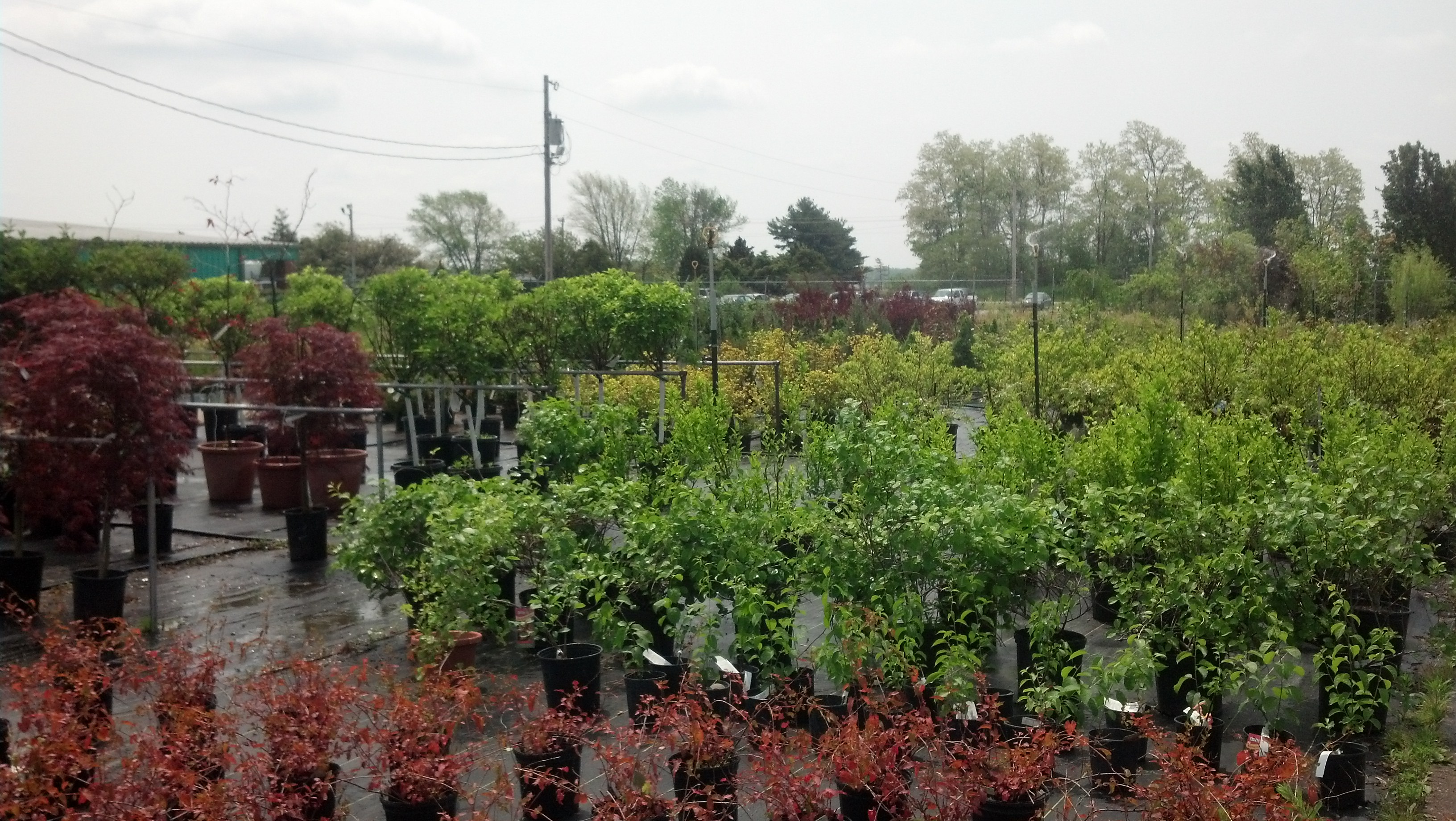 Local Landmark Cox�s Plant Farm