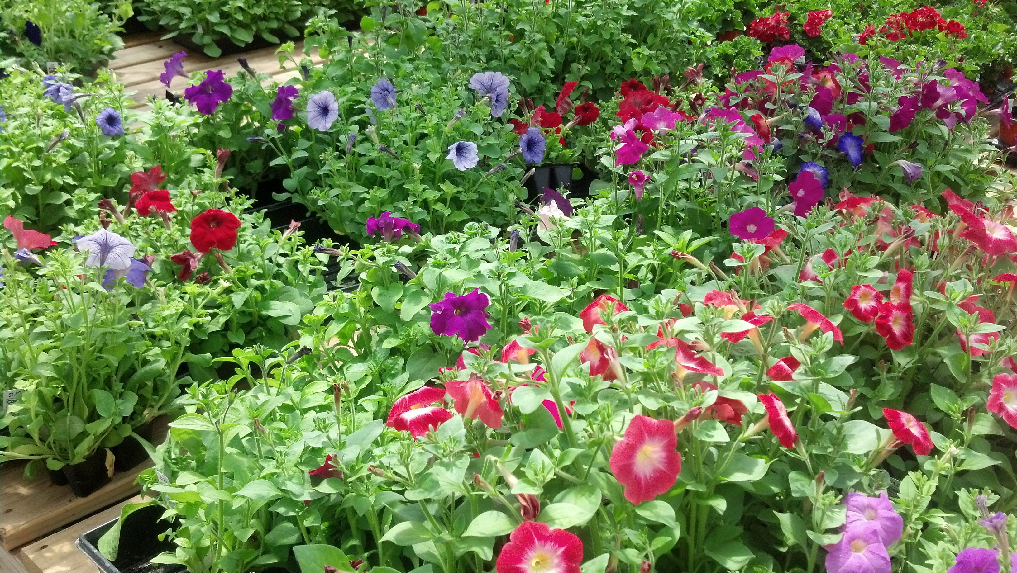 Local Landmark Cox�s Plant Farm