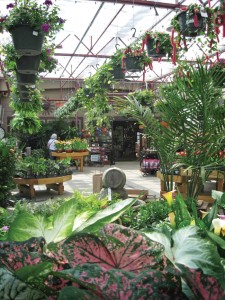 Frazee Gardens' greenhouse is alive and vibrant with color every season.