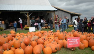 Beasley's Orchard