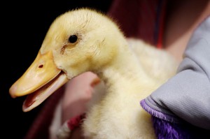 babyduck