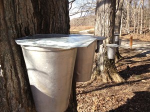 Maple Syrup Days