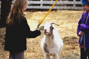 goats