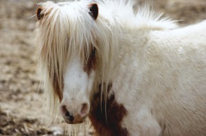 minihorse