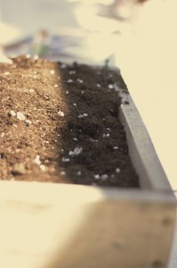 For just $10 Frazee sets you up with stones, charcoal, dirt and three plants!