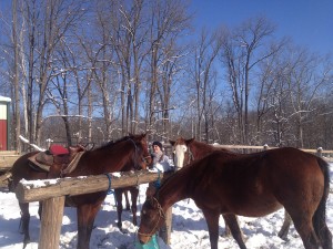 Natural Valley Ranch worker saddles the horses for a winter excursion.