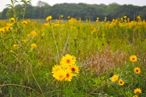 It's sunny and time for a picnic in Hendricks County