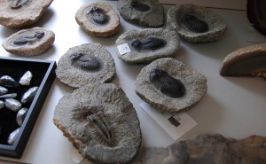 Take Home a Fossil