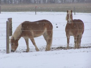 strides ponies