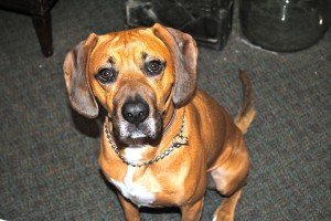 Meet Lego. Underneath his cute and friendly exterior lies a ferocious, snarling, slobbering guard dog...of the stuff I want to purchase later.