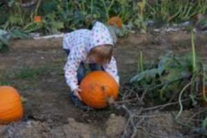 kids who attend Harvest Days get to select a free pumpkin!