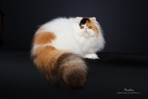 This is one of many cats you will see at the Indy Cat Club Show.