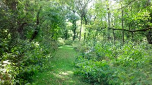 This view from McCloud Nature Park's Whitetail Ravine trail is outstanding when it's green. It will be utterly amazing when the leaves turn.