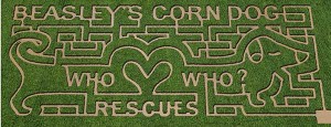 Beasley Orchard's 2013 Corn Maze design.