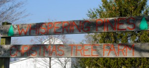 You can find the perfect tree -- and more -- at Evans Whispering Pines Christmas Tree Farm just west of Danville.