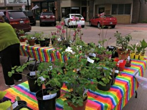 I got lots of gardening tips and ideas at the Geranium Festival
