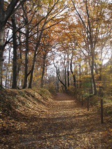 Sites like this are common on the trails at McCloud Nature Park.