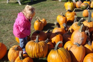 Choosing a pumpkin at the Heartland Apple Festival.