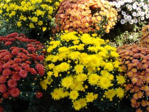 Fall Flowers at Beasley's.