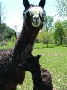 An alpaca mother and child at Montrose Farms. (Photo courtesy of Montrose Farms)